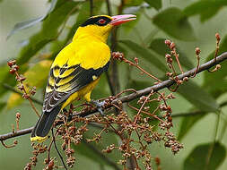 Image of Black-naped Oriole