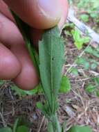 Image of eastern daisy fleabane