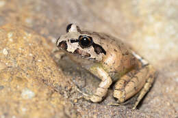 Image of Grey Barred Frog