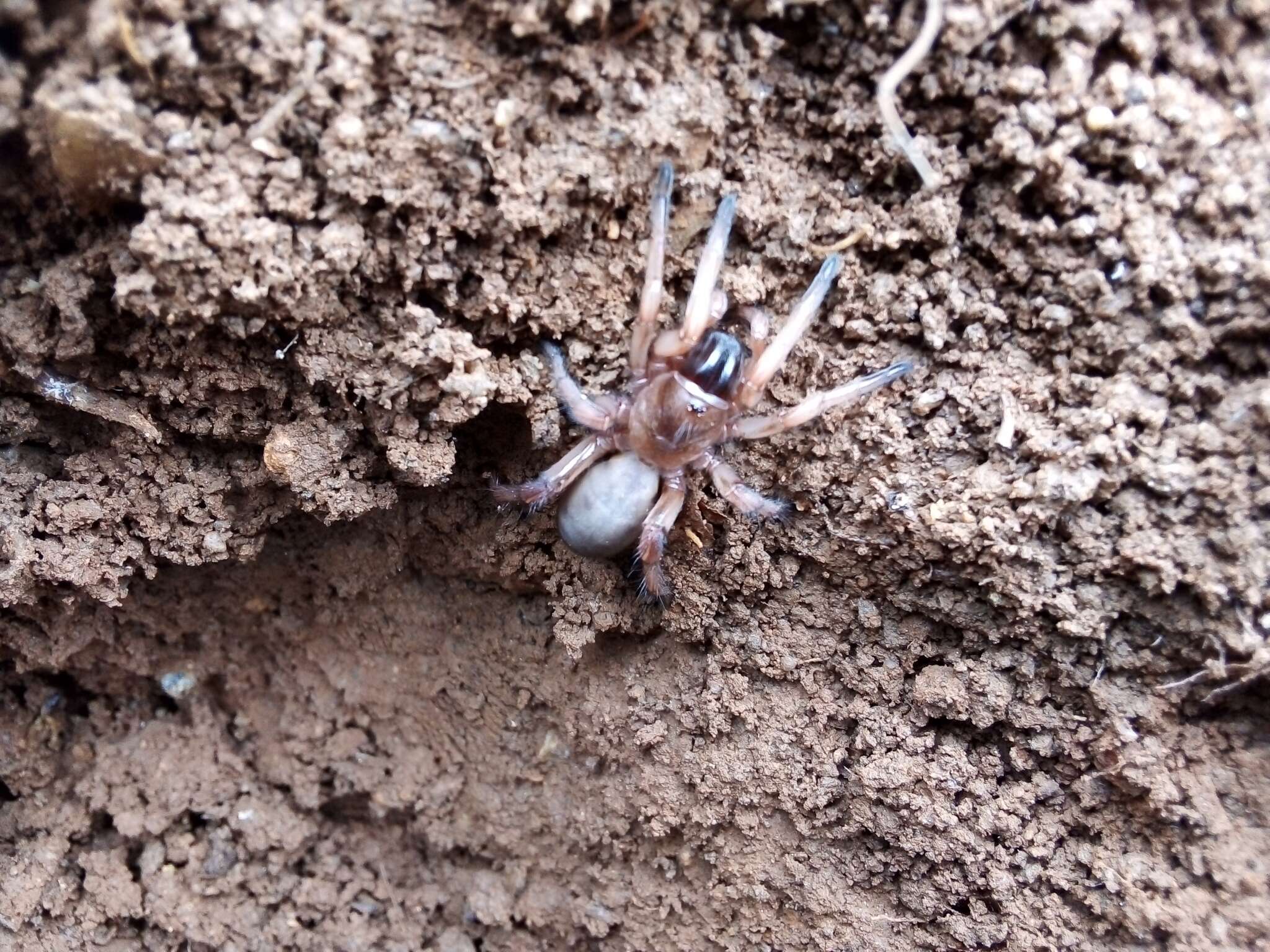 Image of Iberesia machadoi Decae & Cardoso 2006