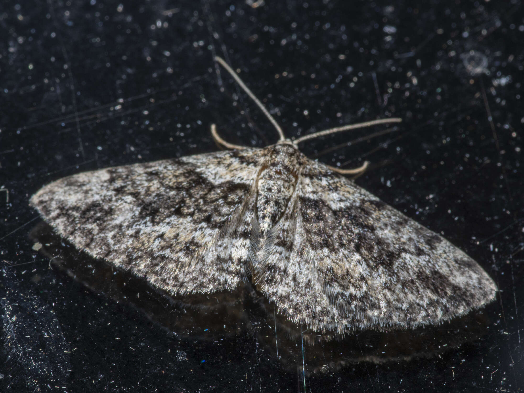 Image of Aponotoreas dascia (Turner 1904)