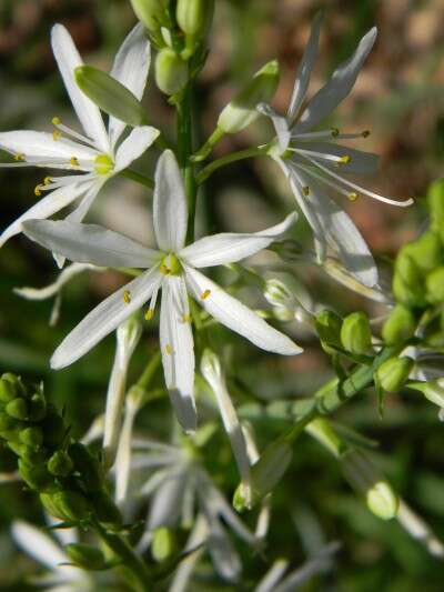 Image of St. Bernard’s lily