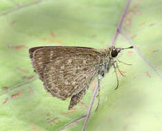 Image of Pygmy Scrub-hopper