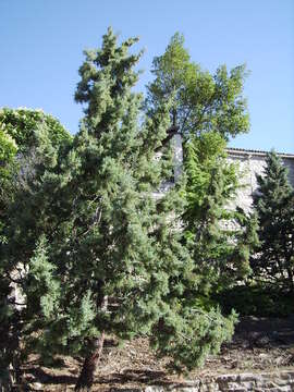 Cupressus arizonica var. glabra (Sudw.) Little resmi