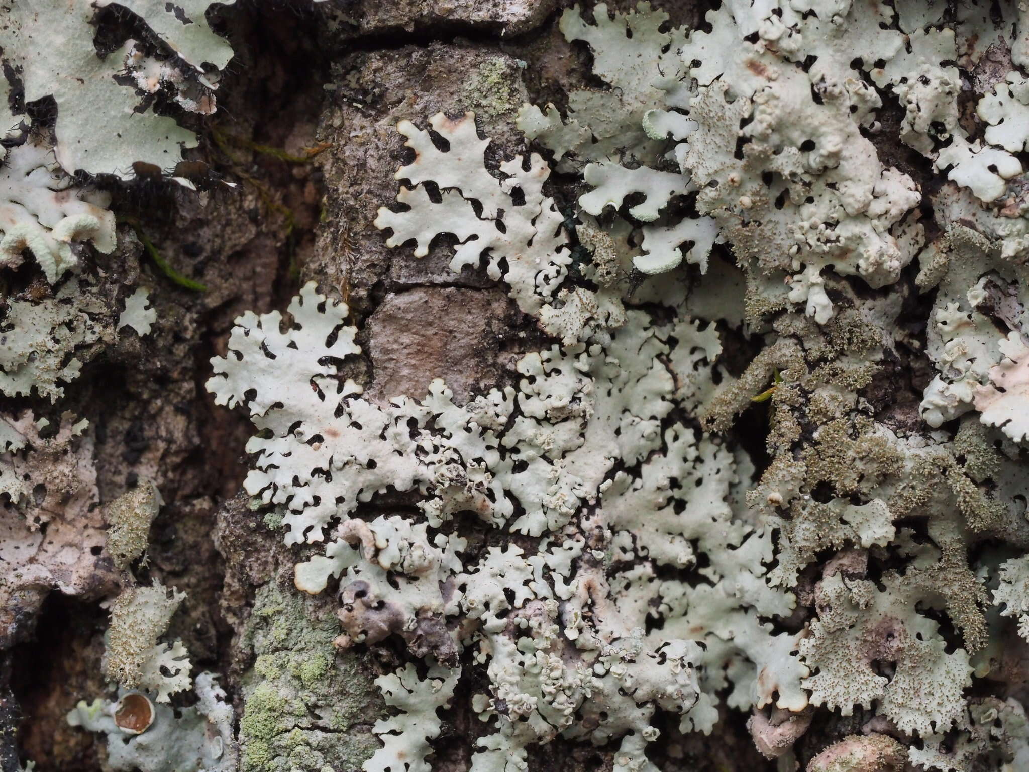 Image of hypotrachyna lichen