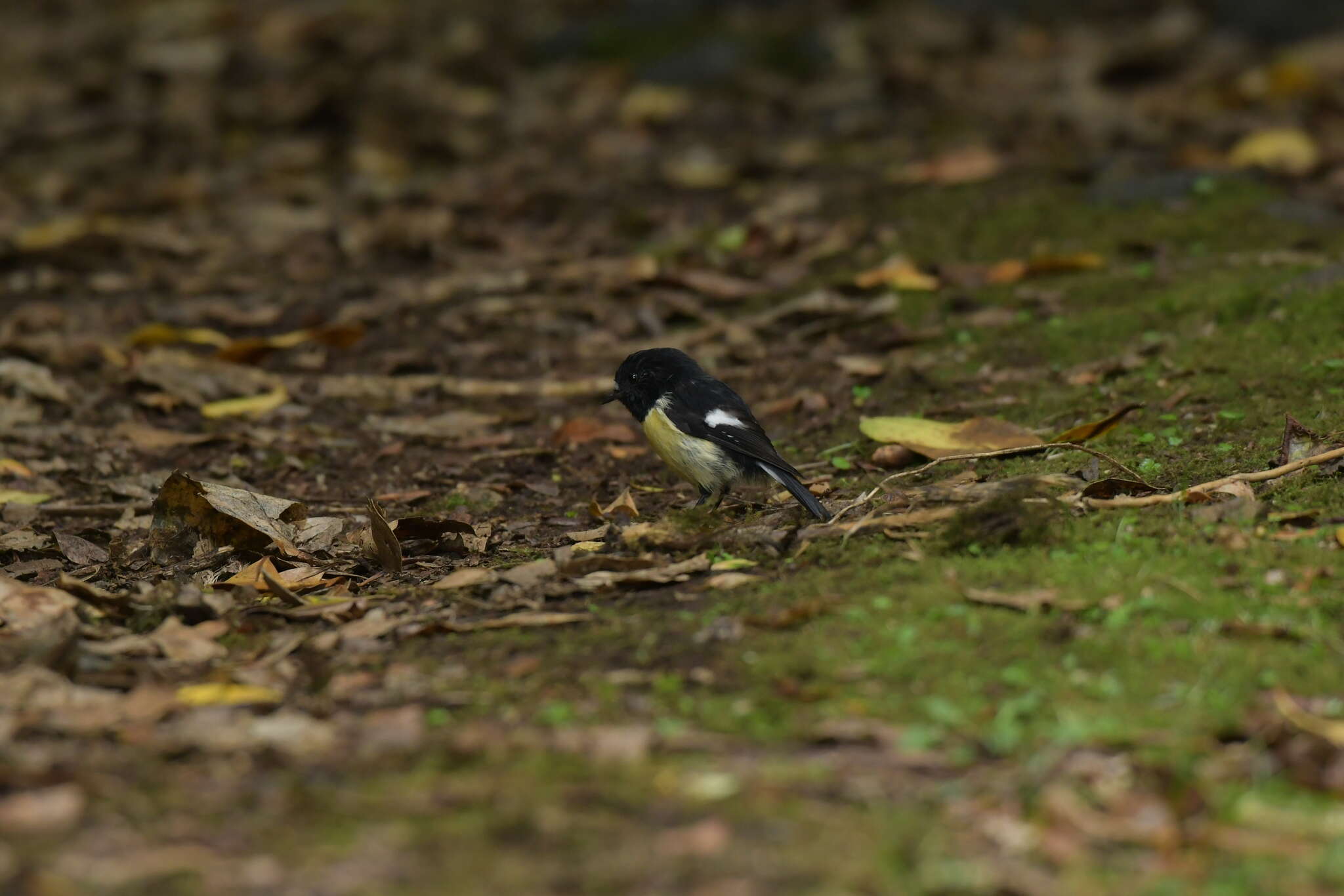 Image of Chatham Tomtit