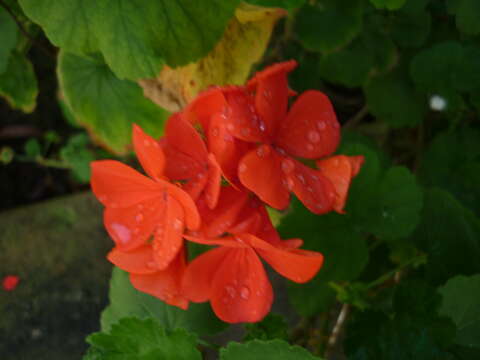 Imagem de Pelargonium hortorum Bailey