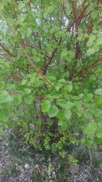 Image of Black birch