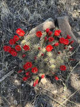 Image of Echinocereus arizonicus subsp. oldachiorum