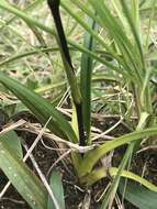 Image of Pearce's Phragmipedium