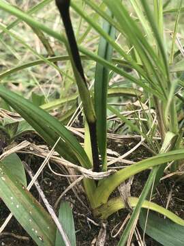 Image of Pearce's Phragmipedium