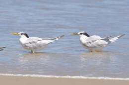 Image of Cabot's Tern