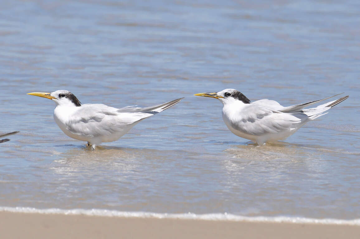 Image of Cabot's Tern