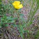 صورة Crocanthemum canadense (L.) Britt.