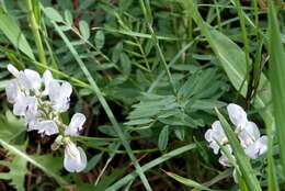 Image of timber milkvetch