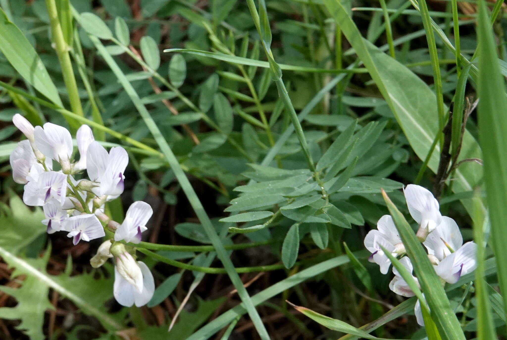 Astragalus miser Dougl. resmi