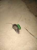 Image of Greater Bandicoot Rat