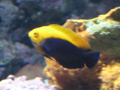 Image of Flameback Angelfish