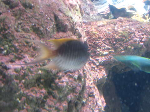 Image of Black-spot Angelfish