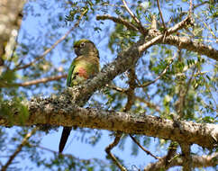 Image of Maroon-bellied Parakeet