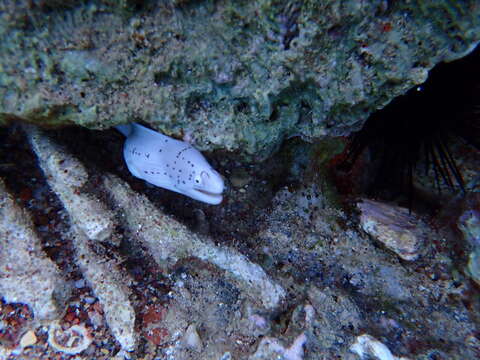 Image of Geometric moray