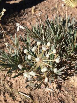 Image of Galisteo sand verbena