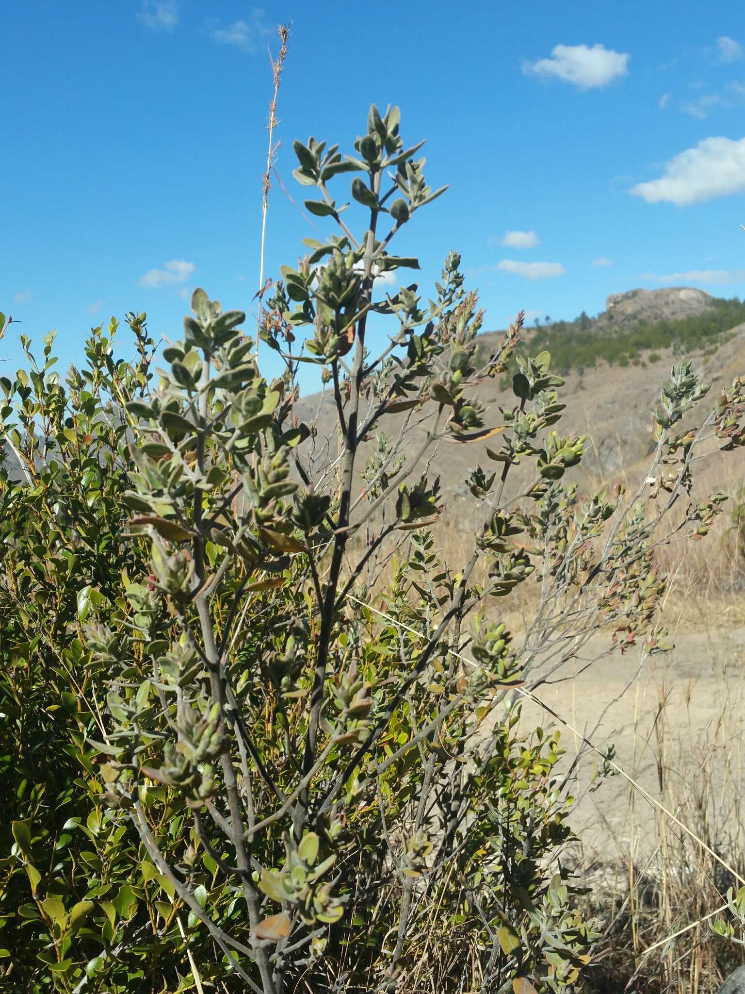 Слика од Hypoestes isalensis Benoist