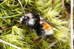 Image of Bombus vancouverensis Cresson 1879