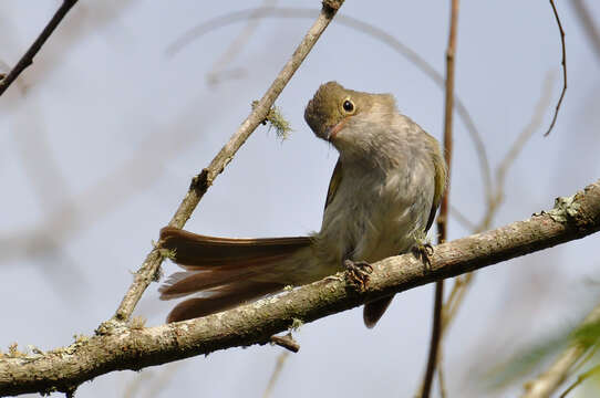 Image of Small-billed Elaenia