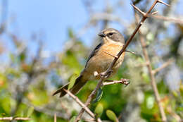 Image of Donacospiza Cabanis 1851