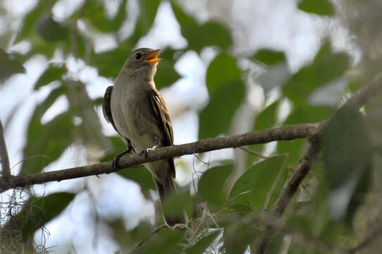 Image of Olivaceous Elaenia