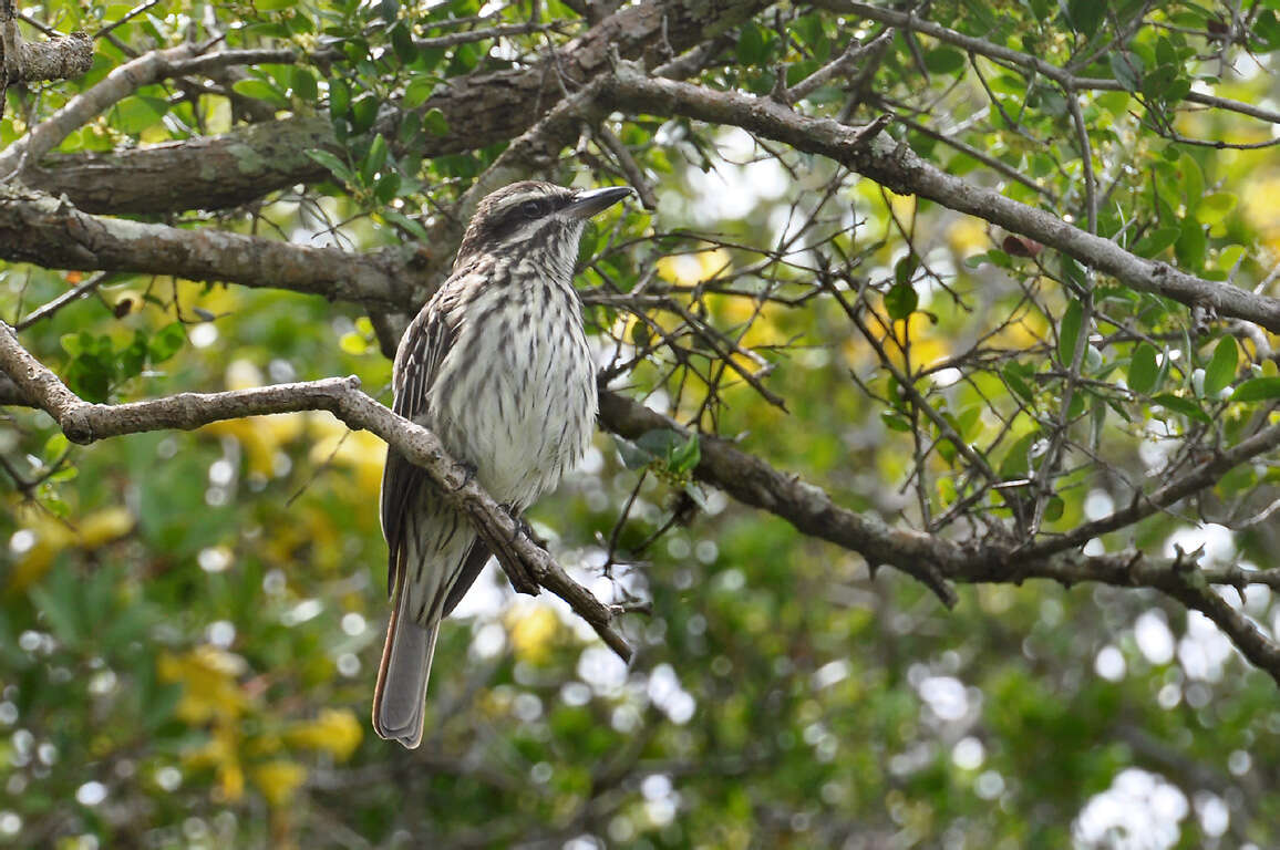 Imagem de Myiodynastes maculatus (Müller & Pls 1776)