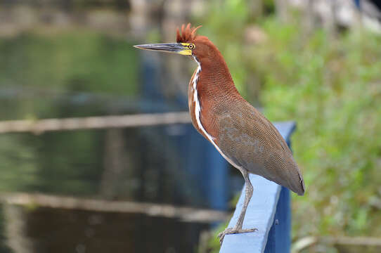 Image of Rufescent Tiger Heron