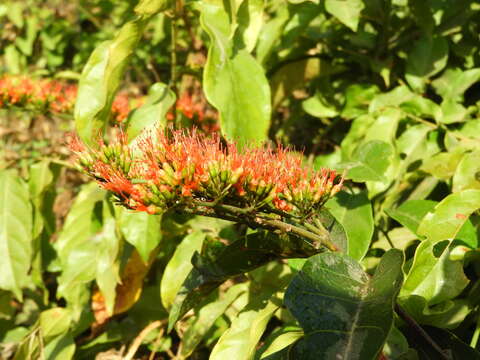 Image de Combretum paniculatum Vent.