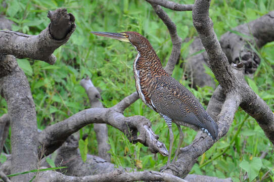 Image of Rufescent Tiger Heron