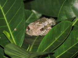 Image of Vermiculated Tree Frog