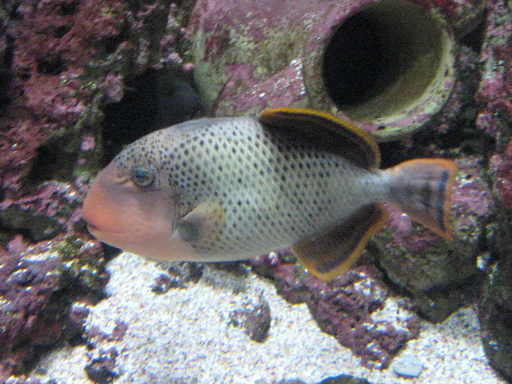 Image of Yellowmargin triggerfish