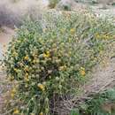 Sivun Encelia frutescens var. frutescens kuva