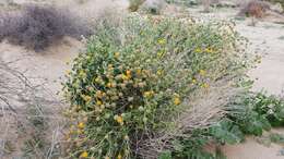 Sivun Encelia frutescens var. frutescens kuva