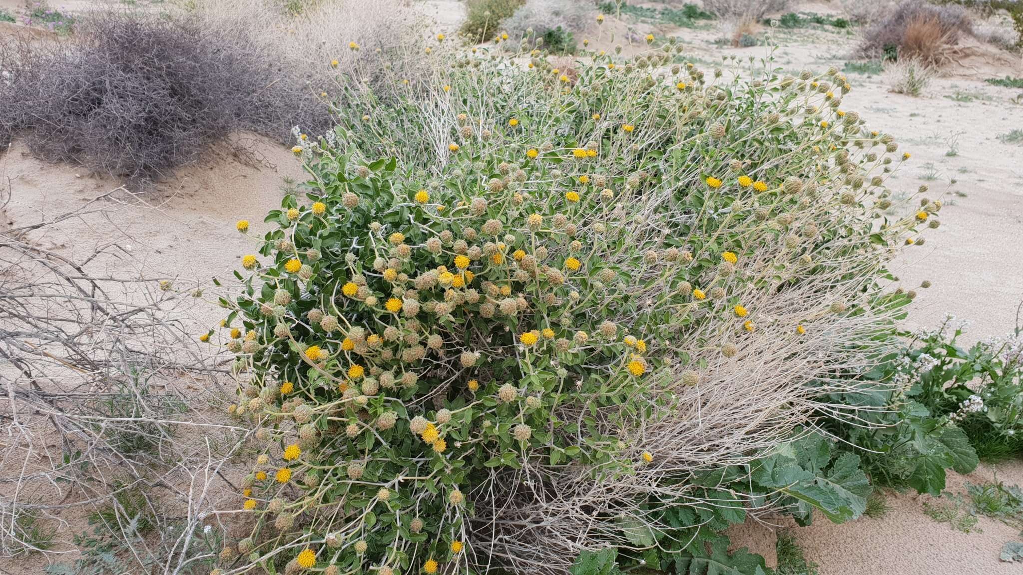 Sivun Encelia frutescens var. frutescens kuva