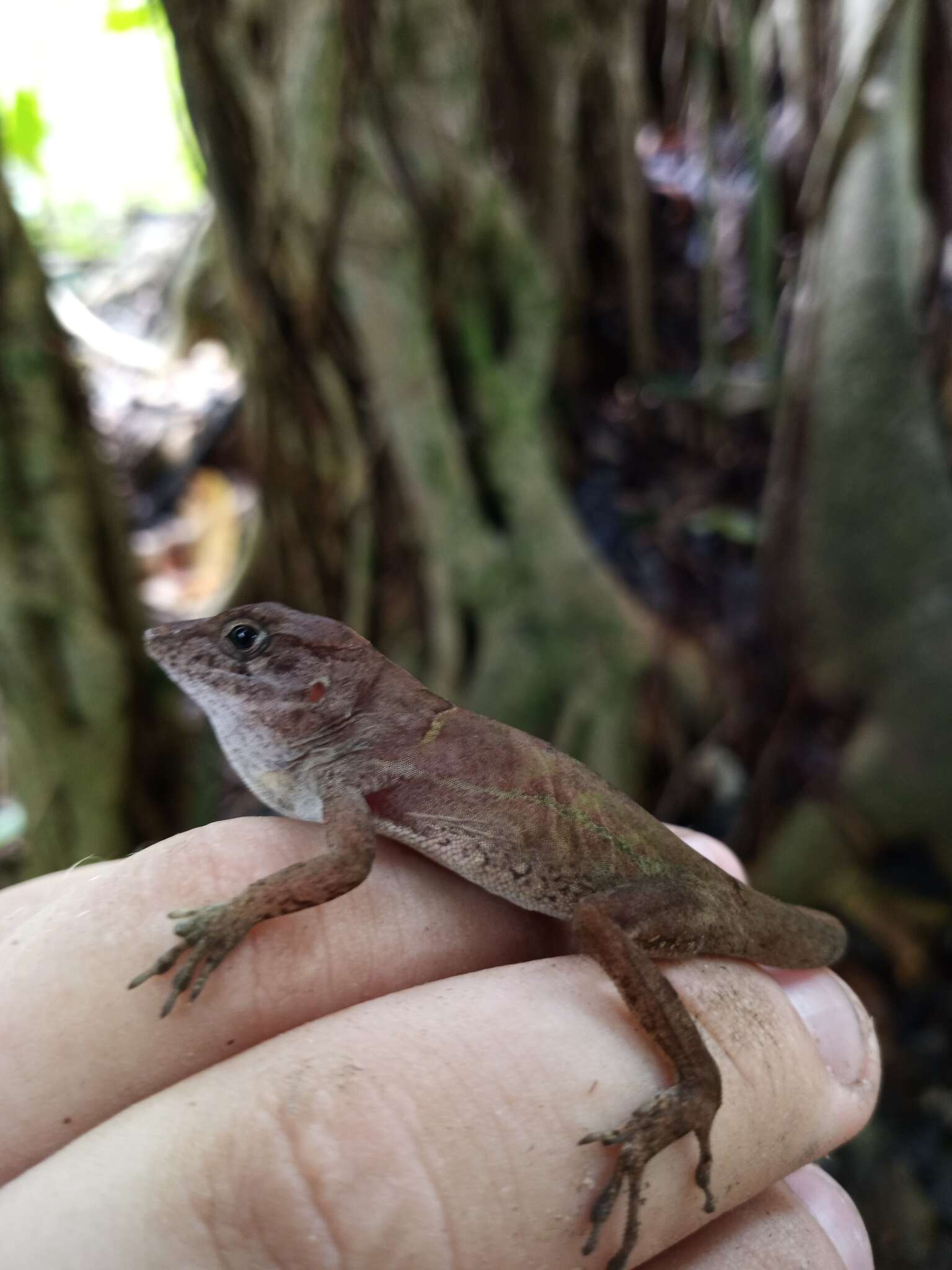 Imagem de Anolis cybotes Cope 1862