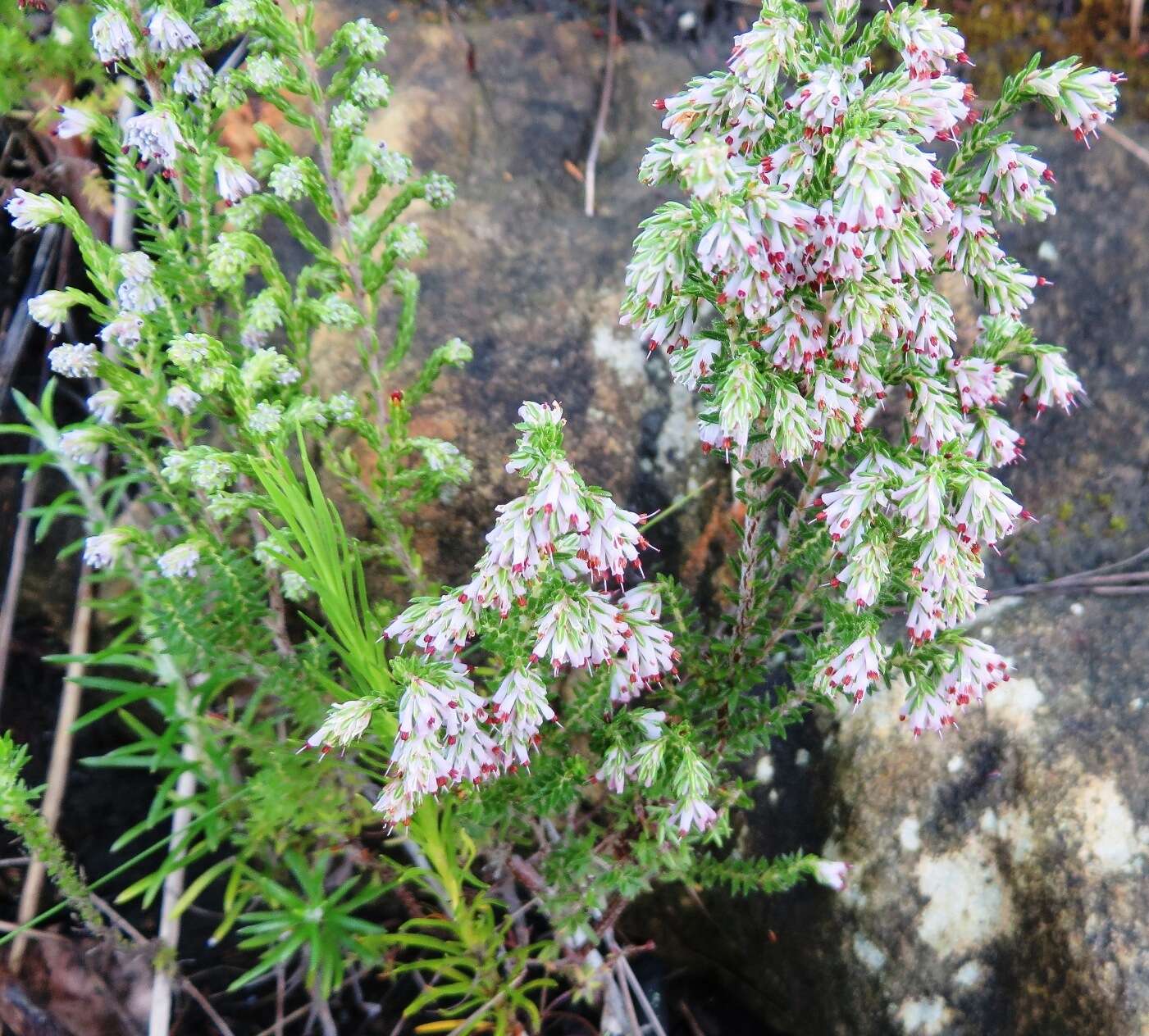 Image of Erica ecklonii E. G. H. Oliver