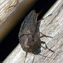 Image of Ventrally-spotted Buprestid