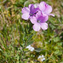 Plancia ëd Linum hypericifolium Salisb.