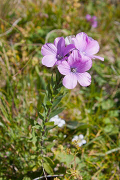 Image of Linum hypericifolium Salisb.