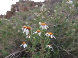 Image of Phymaspermum parvifolium (DC.) Benth. & Hook. fil.