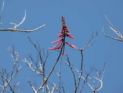 Image de Erythrina standleyana Krukoff