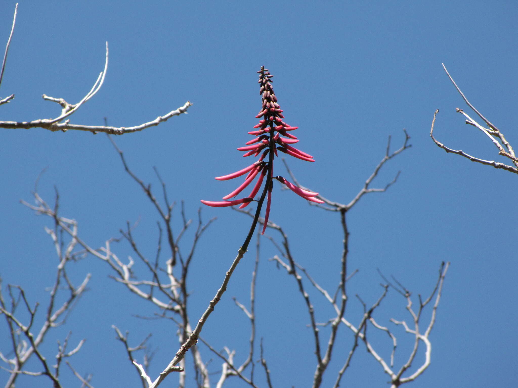 Image de Erythrina standleyana Krukoff