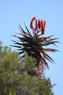 Image de Aloès du Cap