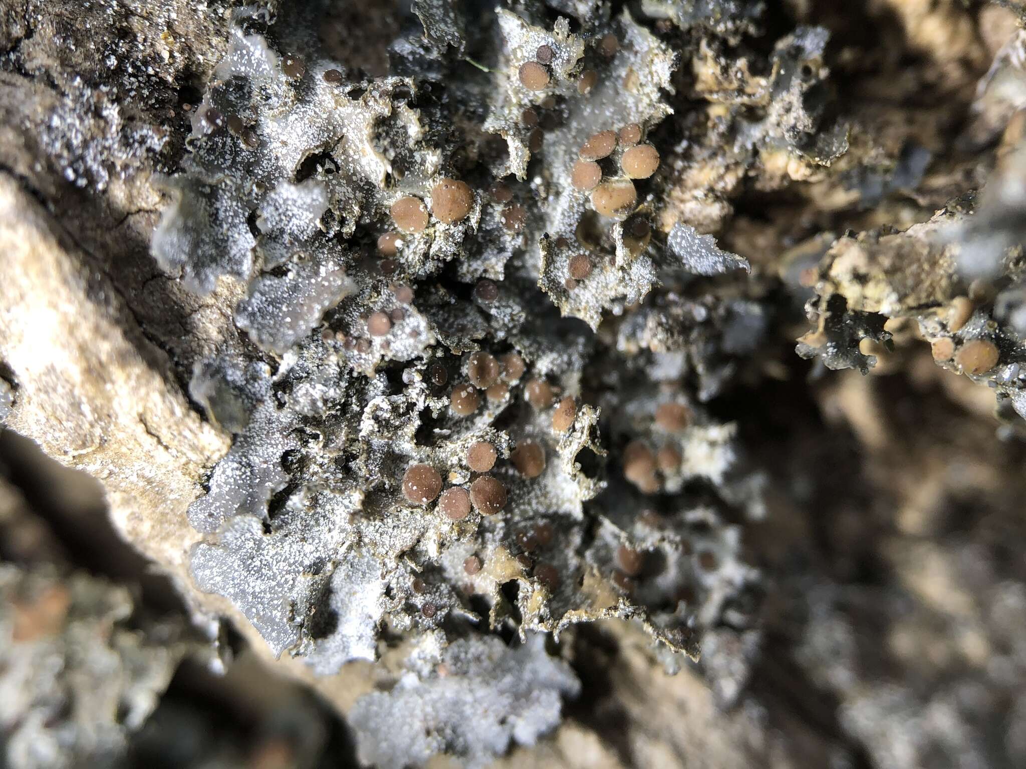 Image of Flooded Jellyskin Lichen